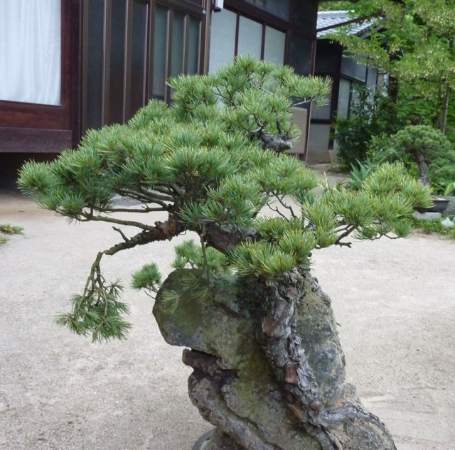 石付五葉松盆栽｜広島県尾道市で庭園、造園、エクステリア