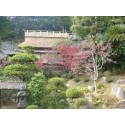 浄土寺　露滴庵　　茅葺屋根手伝い