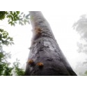 木材腐朽菌