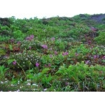 伯耆大山の花