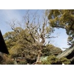 広島県天然記念物、艮神社のクスノキ群再生事業